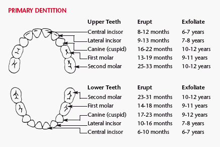 Primary Dentition Eruption Chart